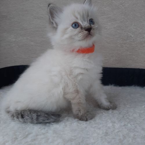 2 chatons femelles ragdoll loof lignée champion #5
