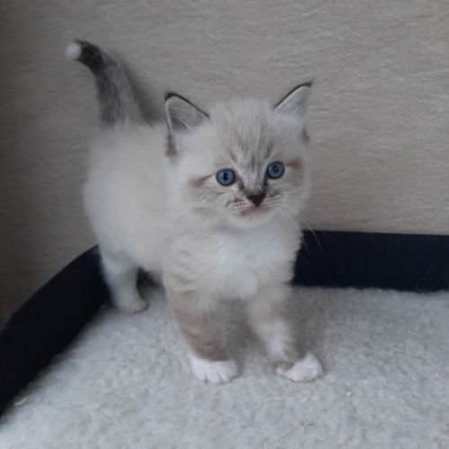 2 chatons femelles ragdoll loof lignée champion #6