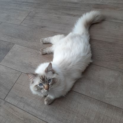 2 chatons femelles ragdoll loof lignée champion #7