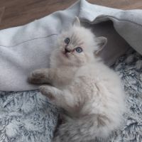 2 chatons femelles ragdoll loof lignée champion #2