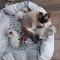 2 chatons femelles ragdoll loof lignée champion #3