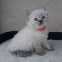 2 chatons femelles ragdoll loof lignée champion #4