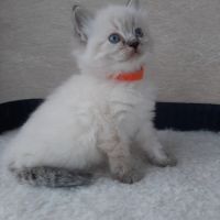 2 chatons femelles ragdoll loof lignée champion #5