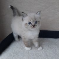 2 chatons femelles ragdoll loof lignée champion #6