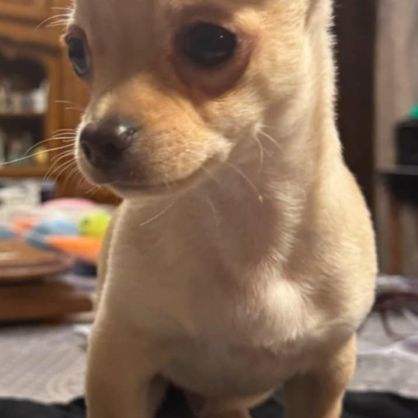 Chiots chihuahua poils courts et poils longs #1