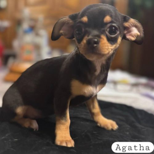 Chiots chihuahua poils courts et poils longs #2