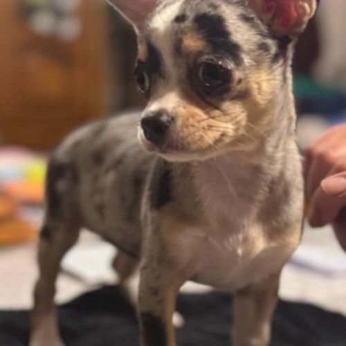 Chiots chihuahua poils courts et poils longs #3