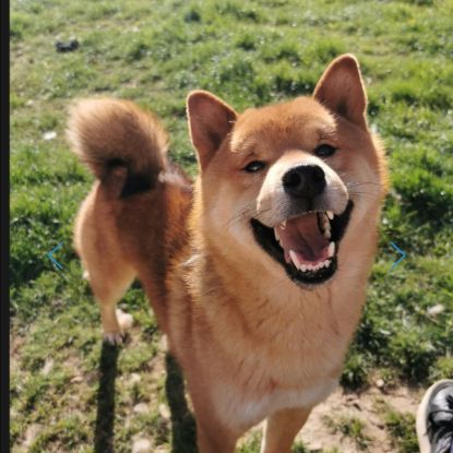 Magnifique chiot shiba inu #2