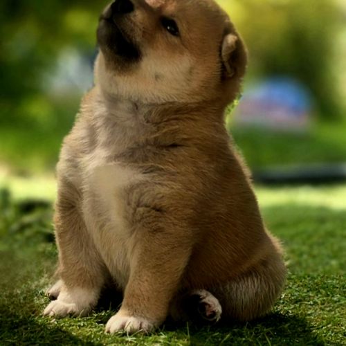 Magnifique chiot shiba inu #3