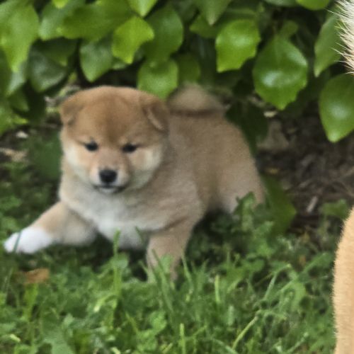 Magnifique chiot shiba inu #4