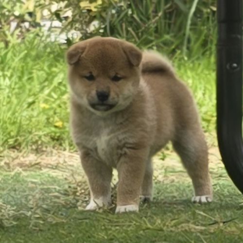 Magnifique chiot shiba inu #6