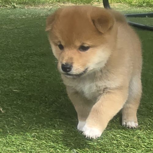Magnifique chiot shiba inu #7