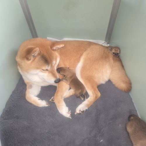 Magnifique chiot shiba inu #8