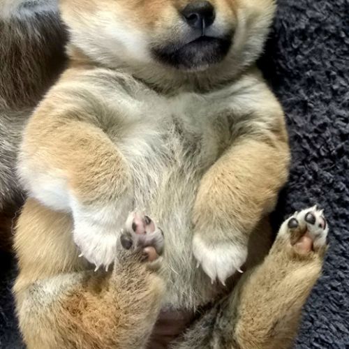 Magnifique chiot shiba inu #9