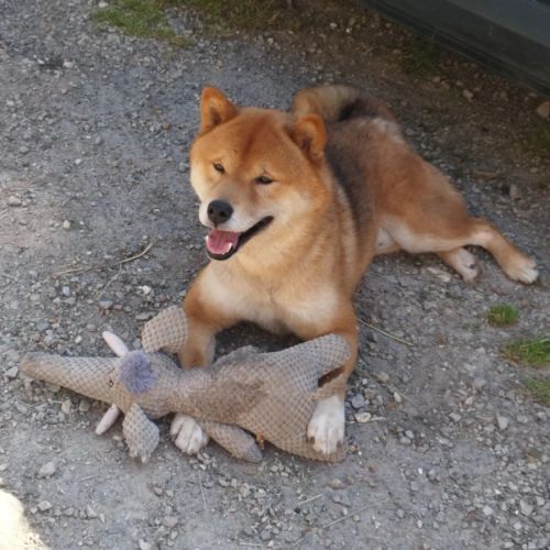 Magnifique chiot shiba inu #0