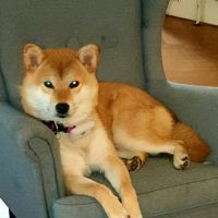 Magnifique chiot shiba inu #1
