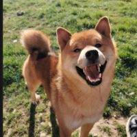 Magnifique chiot shiba inu #2