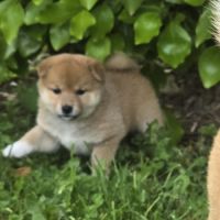 Magnifique chiot shiba inu #4