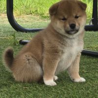 Magnifique chiot shiba inu #5