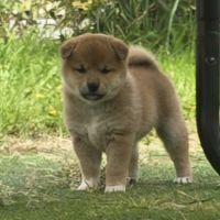 Magnifique chiot shiba inu #6