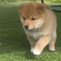 Magnifique chiot shiba inu #7
