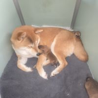 Magnifique chiot shiba inu #8