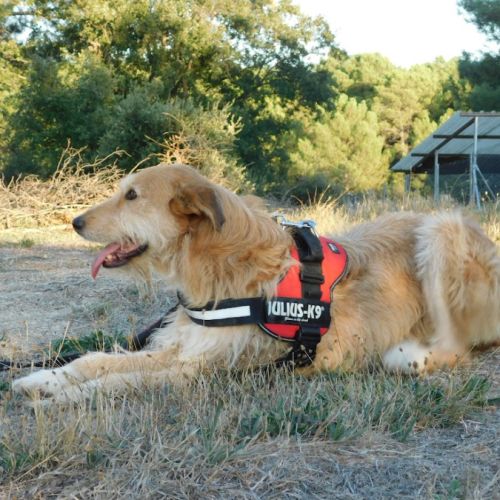 Gomez💙 , un chien touchant qui attend sa famille #2