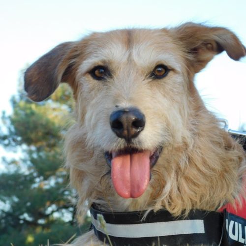 Gomez💙 , un chien touchant qui attend sa famille