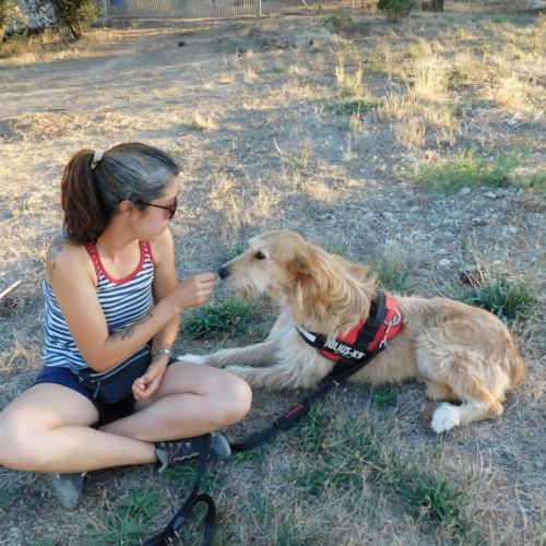 Gomez💙 , un chien touchant qui attend sa famille #7