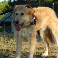 Gomez💙 , un chien touchant qui attend sa famille #1