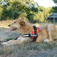 Gomez💙 , un chien touchant qui attend sa famille #2