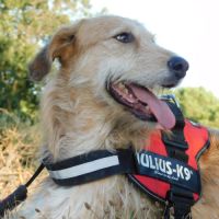 Gomez💙 , un chien touchant qui attend sa famille #3