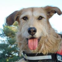 Gomez💙 , un chien touchant qui attend sa famille #0