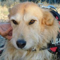 Gomez💙 , un chien touchant qui attend sa famille #6