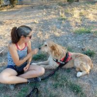 Gomez💙 , un chien touchant qui attend sa famille #7