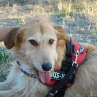 Gomez💙 , un chien touchant qui attend sa famille #8