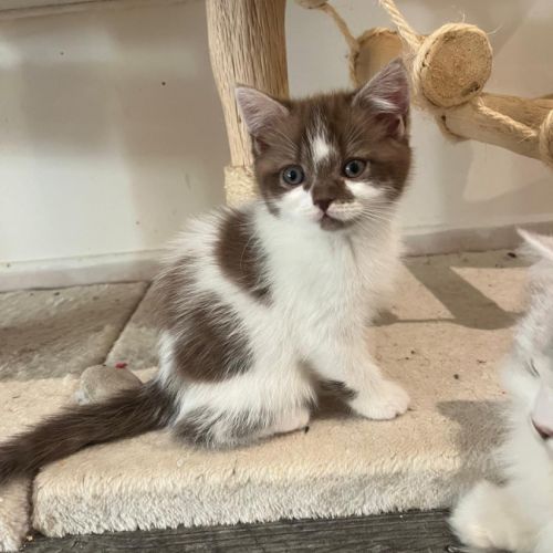 Chaton loof scottish straight femelle #2