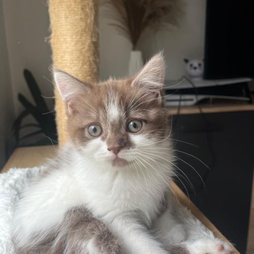 Chaton loof scottish straight femelle #3