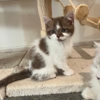 Chaton loof scottish straight femelle #2