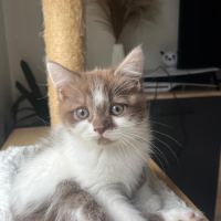 Chaton loof scottish straight femelle #3