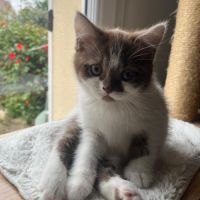 Chaton loof scottish straight femelle #4