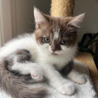 Chaton loof scottish straight femelle #5