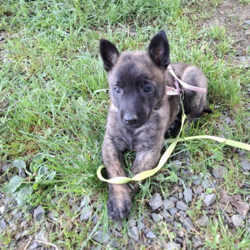 Magnifique chiots berger hollandais lof #1