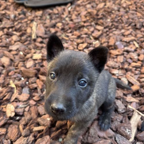 Magnifique chiots berger hollandais lof #2