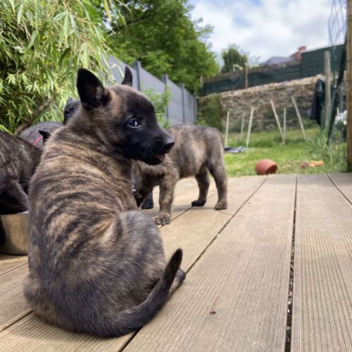 Magnifique chiots berger hollandais lof #4