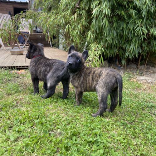 Magnifique chiots berger hollandais lof #7