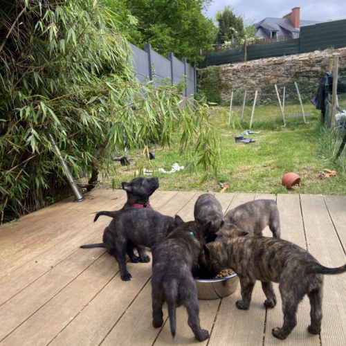 Magnifique chiots berger hollandais lof #8