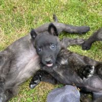 Magnifique chiots berger hollandais lof #3