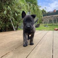 Magnifique chiots berger hollandais lof #5