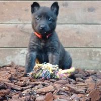 Magnifique chiots berger hollandais lof